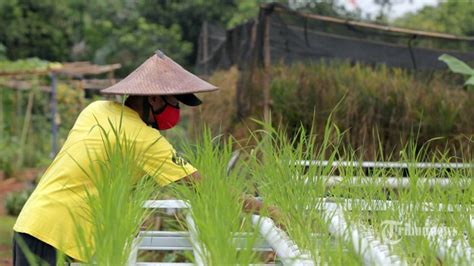 Pupuk Kaltim Stok Pupuk Subsidi Untuk Musim Tanam Aman Dan Terkendali