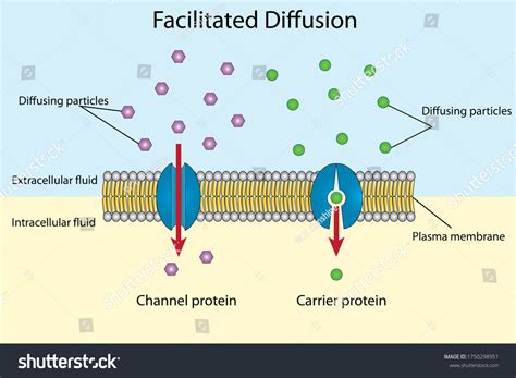 Facilitated Diffusion — Definition Types Expii, 54% OFF