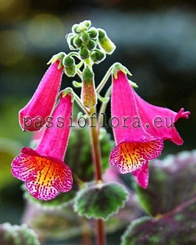 Passioflora Eu Smithiantha Rf S Fiesta Rare Gesneriads For Sale