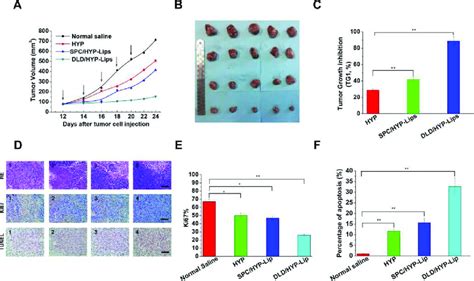 In Vivo Antitumor Efficacy Of Various Hyp Formulations In Cbrh 7919