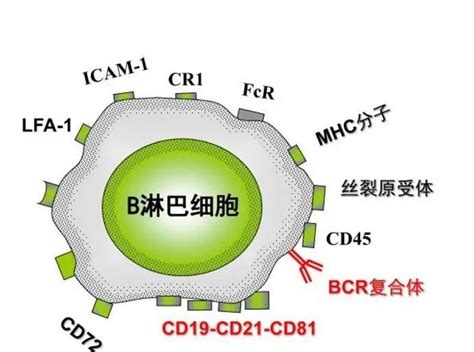 广州市雷德生物科技有限公司