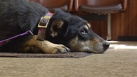 Stop fireworks from freaking out Fido