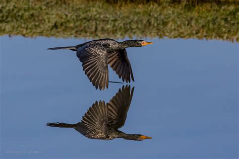 Vernon Chalmers Photography: Birds in Flight Photography Presentation ...