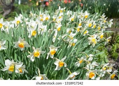 White Garden Daisy Floral Summer Background Stock Photo