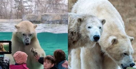 Calgarians are absolutely loving the zoo's two new polar bears | Listed