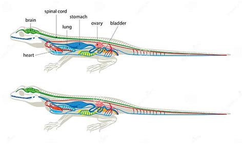 Lizard Anatomy Stock Vector Illustration Of Anatomy 177691525