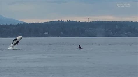 Southern resident orcas return to Puget Sound | king5.com