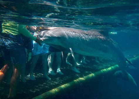 Dolphin Encounter In Chankanaab Park Cozumel Cozumel Tours