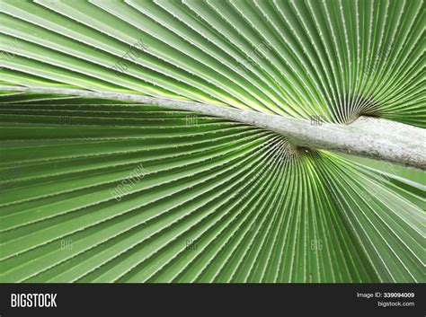 Green Palm Leaves Image & Photo (Free Trial) | Bigstock