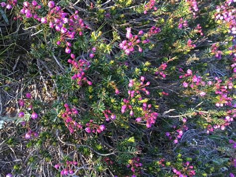 Western Moss Heather Inland Nw Routes