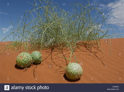 Desert Melons High Resolution Stock Photography And Images Alamy