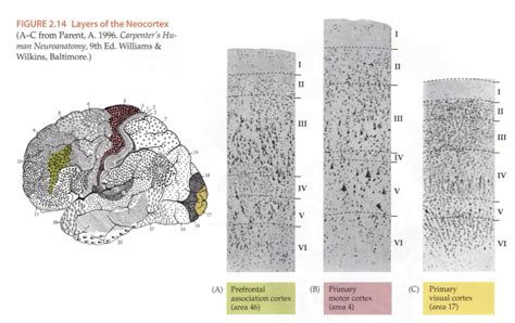 Cell Layers Of The Neocortex Diagram Quizlet