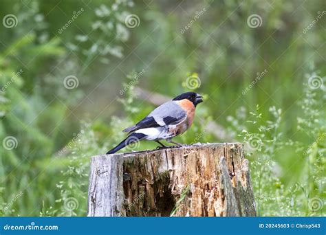 Bullfinch Pyrrhula Pyrrhula Sitting On Yellow Lichen Branch Sumava