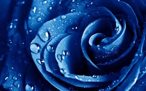 blue rose wallpaper hd pixelstalknet