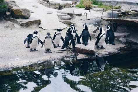 PINGUÏNS at the zoo of Antwerp | www.milesawayfromwonderland.com | Pinguïns