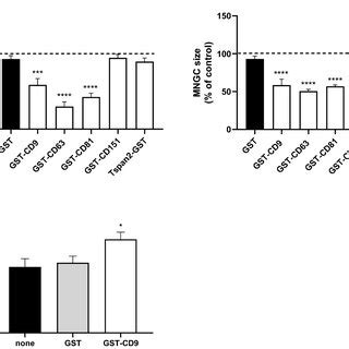 Effect Of Recombinant GST EC2 On MNGC Formation Induced By B