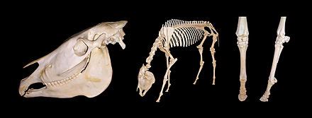 Equus Grevyi Wikipedia La Enciclopedia Libre