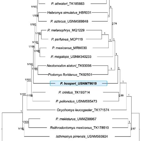 A Bayesian Inference And Maximum Likelihood Phylogenies Based On A 90