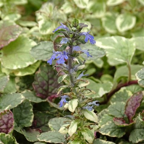 Ajuga Reptans Burgundy Glow Bugle Rampante Panach E