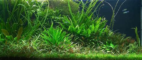 Live Vs Artificial Plants In Aquariums Pros And Cons For Making The