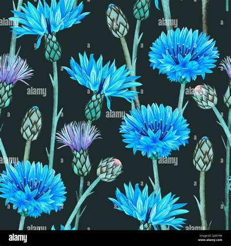 Cornflowers Seamless Pattern Watercolor Botanical Illustration