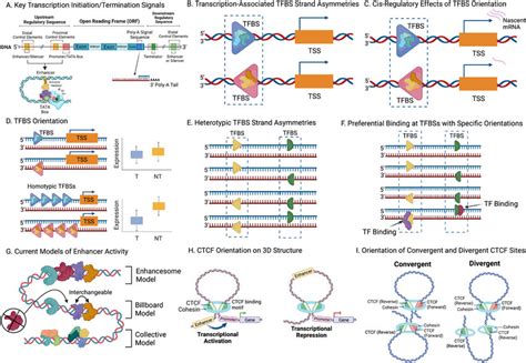 Transcription Factor Orientation And Cis Regulatory Grammar A Key