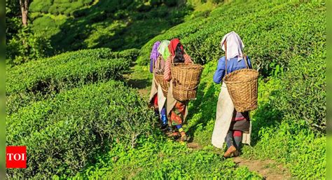 Assam Tea Planters Red Flag Toxic Insecticide India News Times Of India