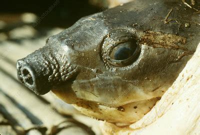 Pig Nosed Turtle Stock Image Z Science Photo Library