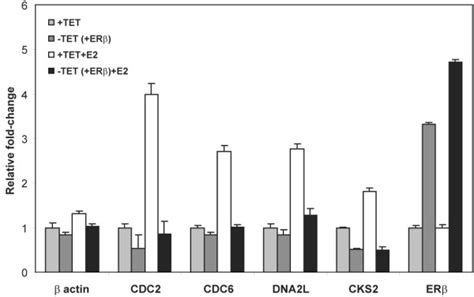 Validation Of Estrogen Responsive Regulation Of Cell Cycle And DNA