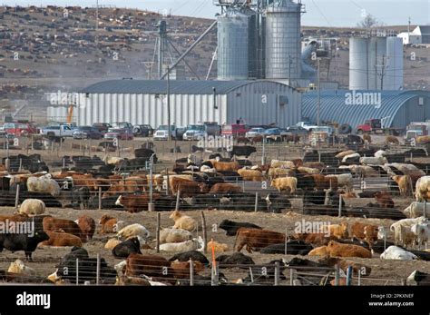 Cattle Feedlot America Hi Res Stock Photography And Images Alamy