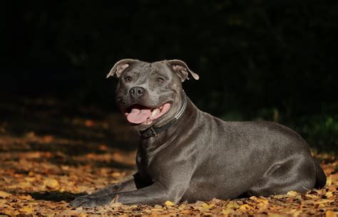 Staffordshire Bull Terrier Dog Breed Information Happybark