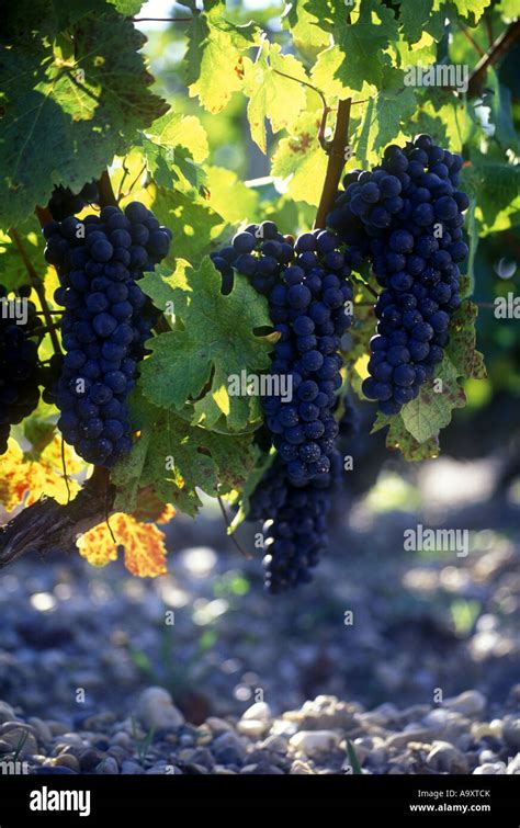 Chateau Latour Hi Res Stock Photography And Images Alamy