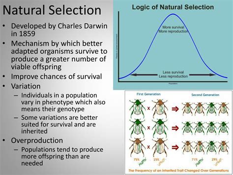 Ppt Natural Selection Powerpoint Presentation Free Download Id2842019