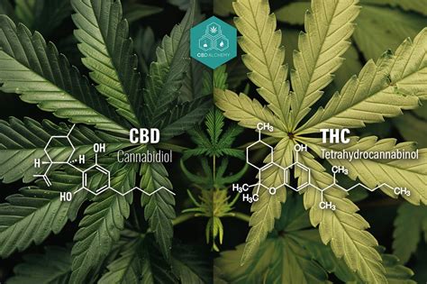 Cos è il THC Proprietà ed Effetti della Cannabis Spiegati