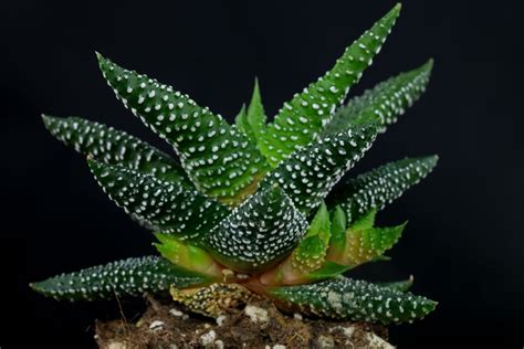 Haworthiopsis Attenuata Enon