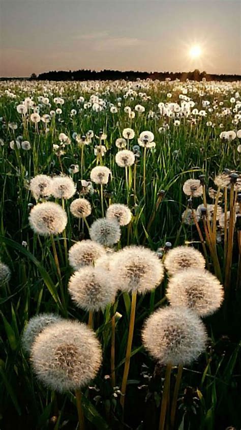 Dandelion Field Wallpaper