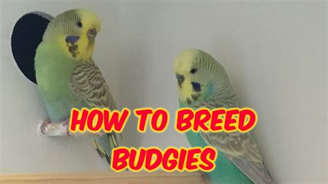 How To Breed Budgies L Must Watch L Parrots Breeding Information YouTube