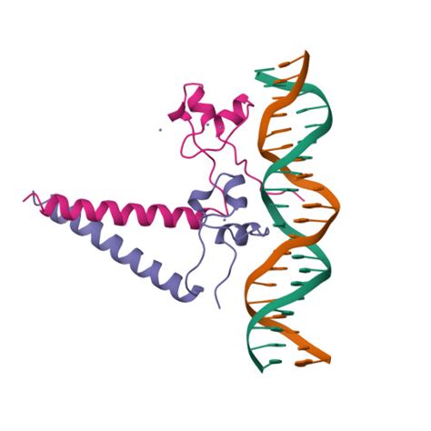 Rcsb Pdb Hwt Structure Of A Hap Dna Complex Reveals Dramatically