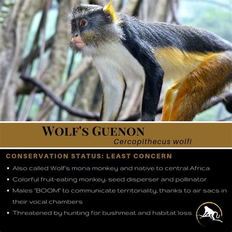 Wolfs Guenon Primates Monkey Species Animal Conservation