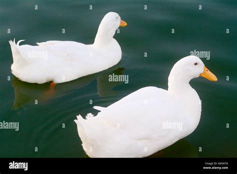 White Ducks In Water Hi Res Stock Photography And Images Alamy