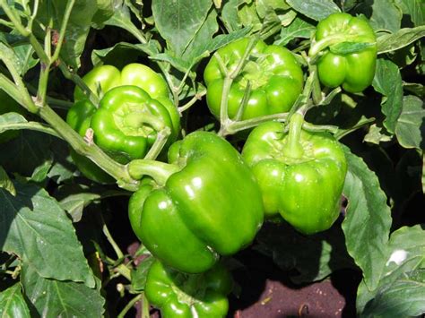 Capsicum Pili Pili Hoho Farming In Kenya How To Grow Capsicum For