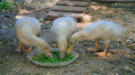 What Do Pekin Ducks Eat At Magda Salas Blog