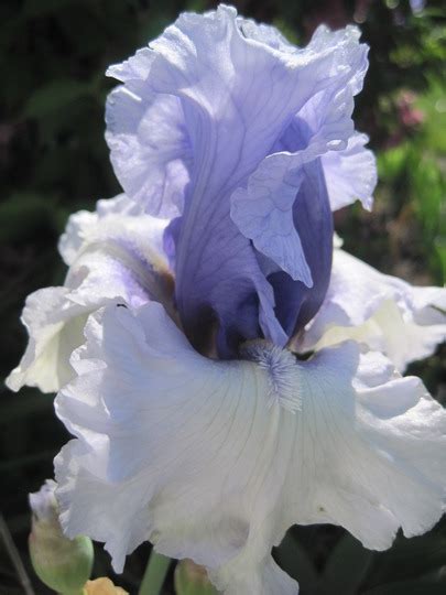 Iris Wintry Sky : Grows on You