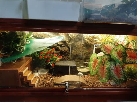 Terrarium Setup For Leopard Gecko