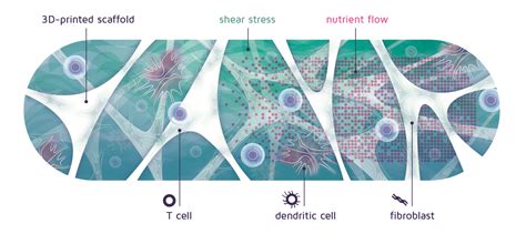 Making An Artificial Immune Niche Work INCITE Project