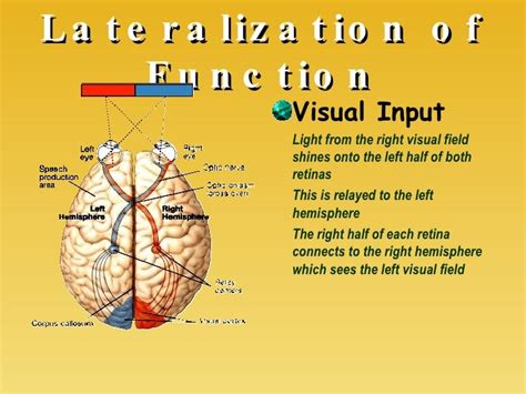 Chapter 14: Lateralization & Language