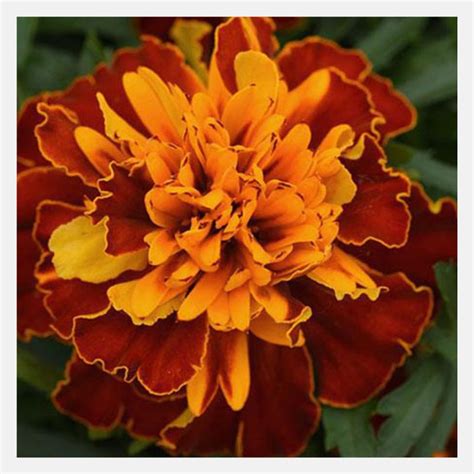 French Marigold Bonanza Flower Seeds