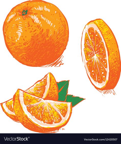 Collection Fresh Ripe Oranges Clip Art Royalty Free Vector