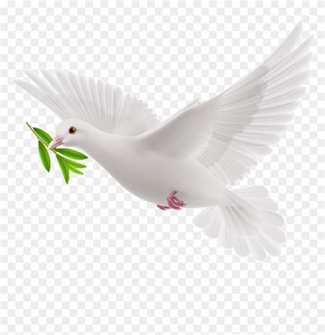 Download This Graphics Is Peace Dove Cartoon Transparent About ...