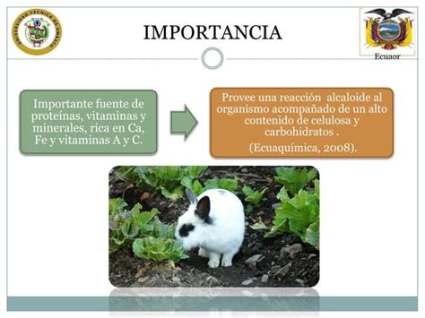 Lechuga Lactuca Sativa Ppt